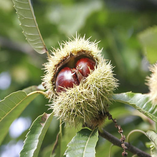 Chestnut (Castanea) Nut Tree Seeds for Planting – Heirloom, Non-GMO, Easy to Grow, Perennial
