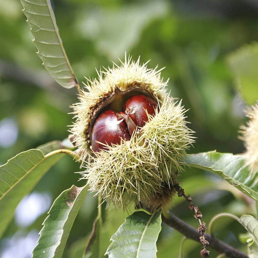 Chestnut (Castanea) Nut Tree Seeds for Planting – Heirloom, Non-GMO, Easy to Grow, Perennial