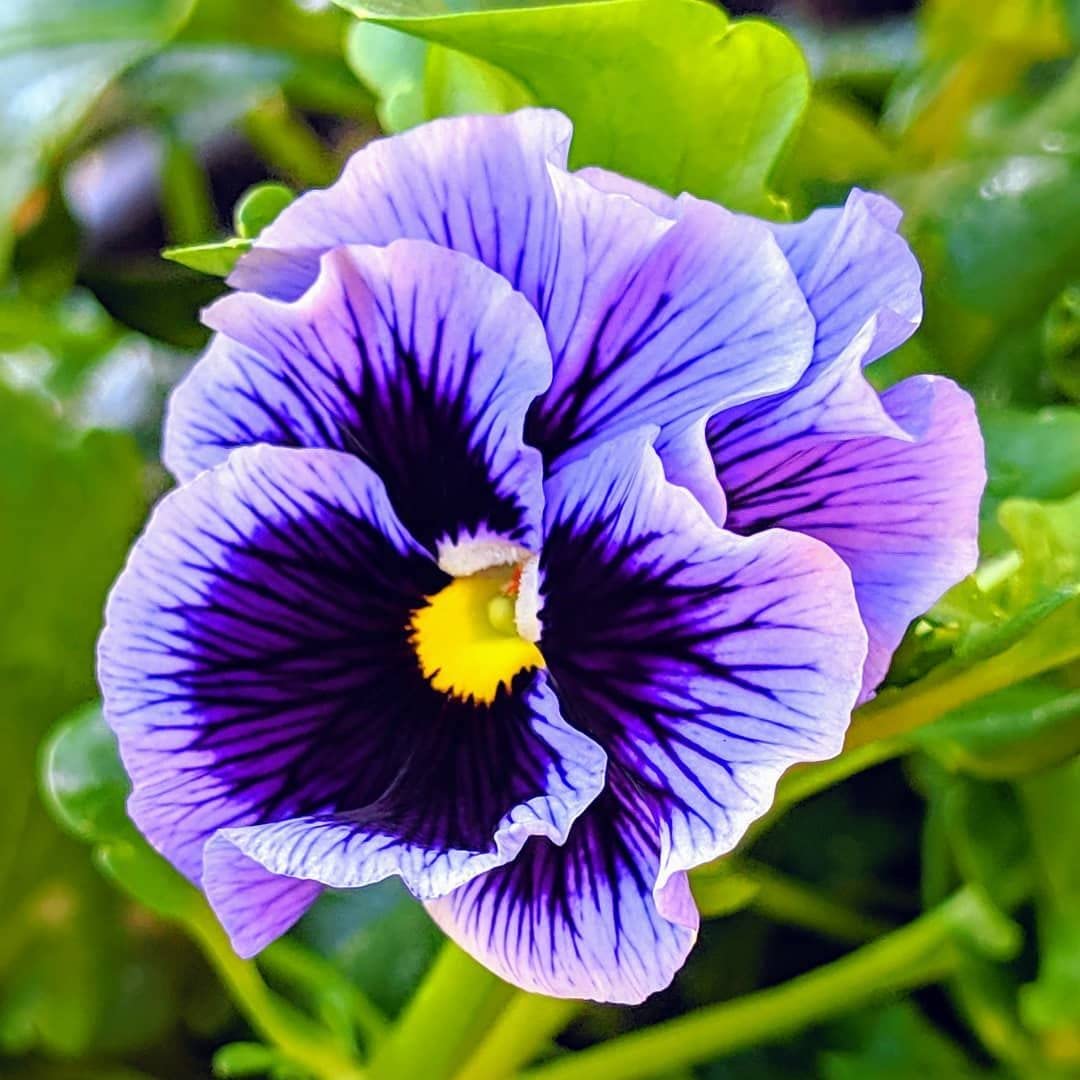 Mix Pansy Flower seeds for Planting - Premium Quality, Heirloom & GMO Free Seeds for Home Garden