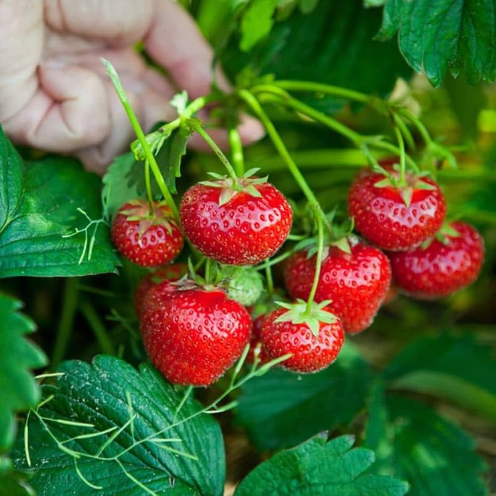 Albion Strawberry Seeds – Heirloom, Non-GMO, Ever-Bearing Variety for Planting