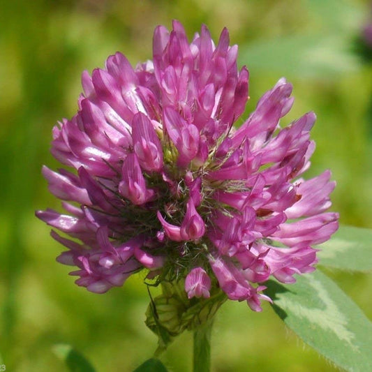 Red Clover (Trifolium pratense) Seeds for Planting – Heirloom, Non-GMO, Bee-Friendly, Soil-Enriching, Easy to Grow, Perennial
