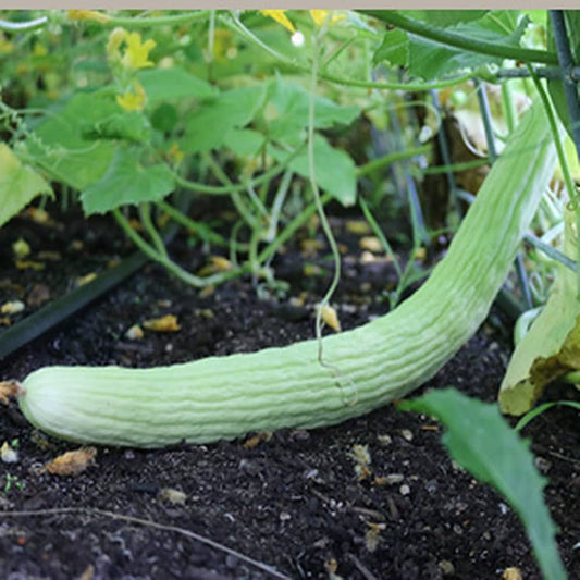 Cucumber Cucumis Melo – Burpless Armenian Yard Long Vegetable Seeds