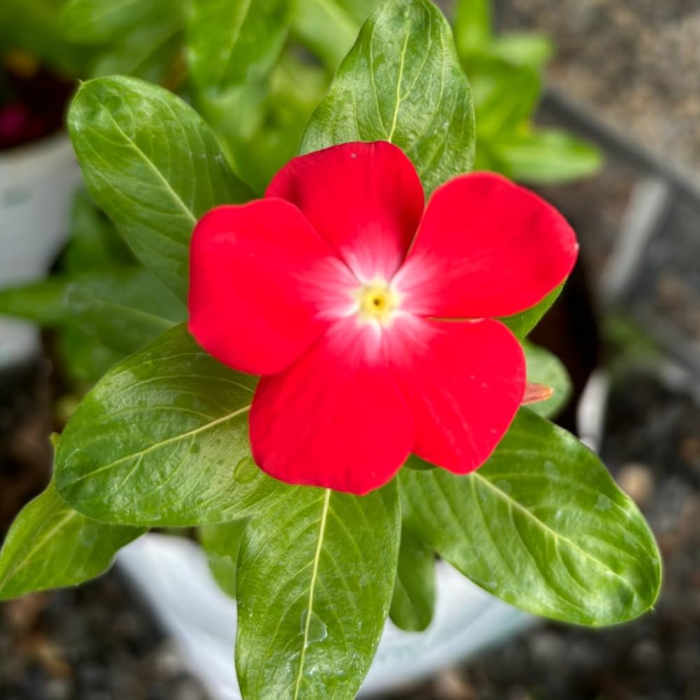 Cranberry Vinca Periwinkle Annual Flower Seeds