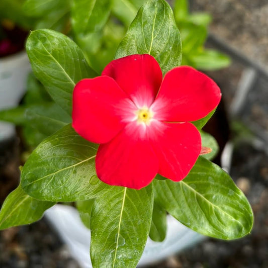 Cranberry Vinca Periwinkle Annual Flower Seeds