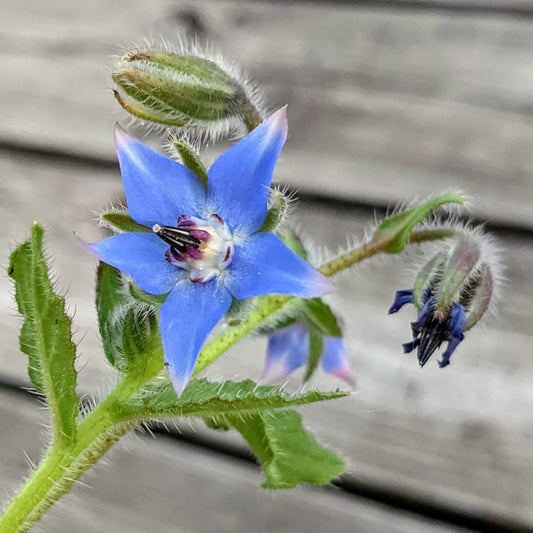 Borage Borago Officinalis – Fragrant Garden Herb Seeds