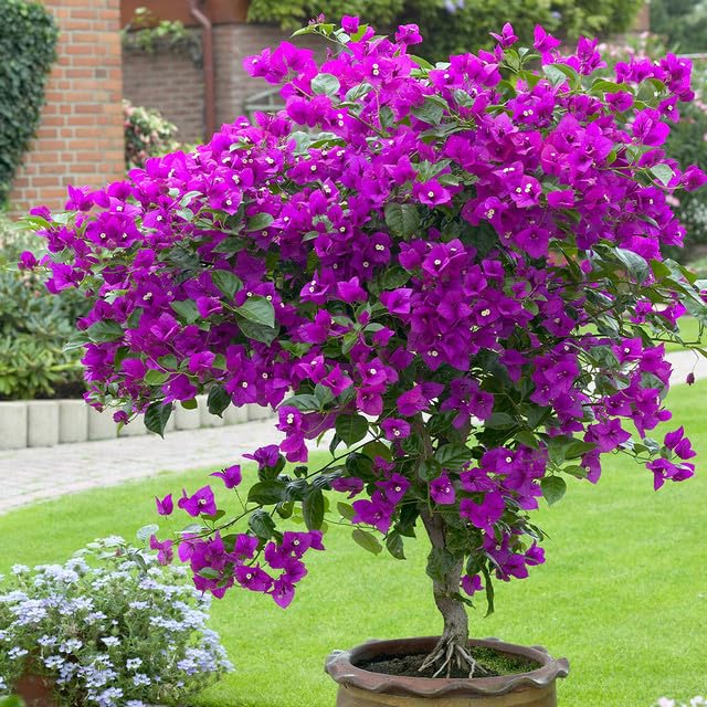 Purple Bougainvillea Seeds - Vibrant Flowering Vine Drought-Tolerant Ornamental Climber