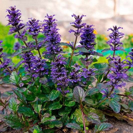 Ajuga Bugleweed Ajuga Reptans Ground Cover Flower Seeds