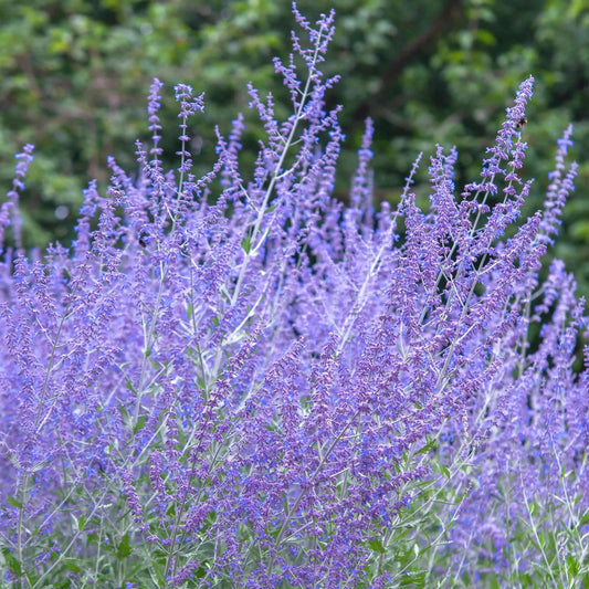Russian Sage Seeds Perovskia Atriplicifolia Drought-Tolerant Perennial Fragrant Lavender-Blue Flowers