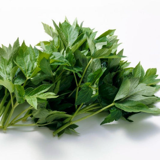 Ashitaba Seeds – Angelica Keiskei Japanese Herb Planting Seeds