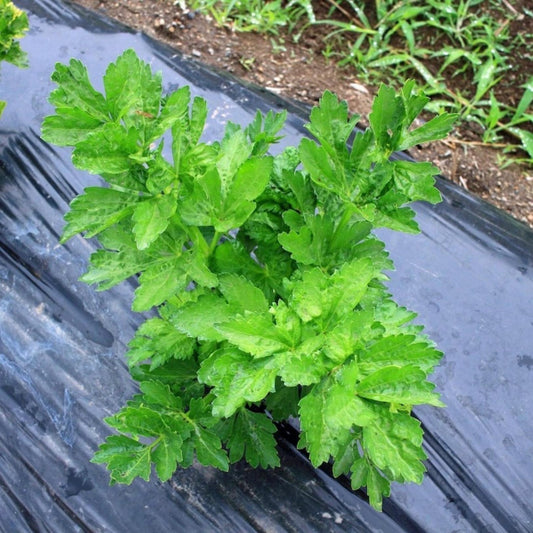 Ashitaba (Angelica Keiskei) Seeds – Fast-Growing Green Herb for Planting