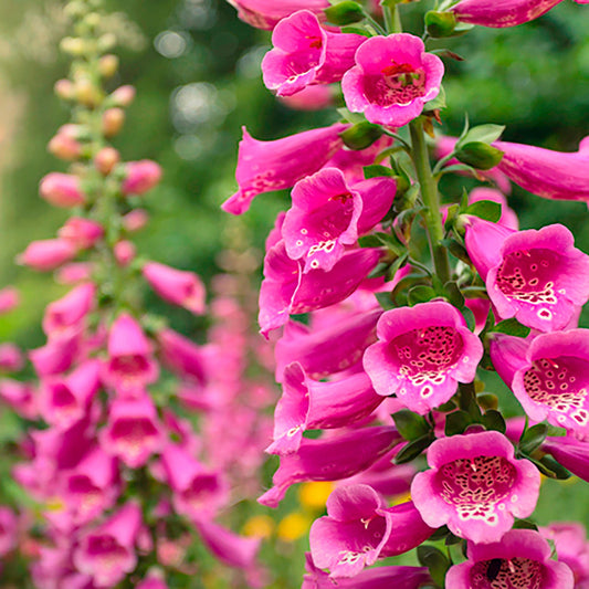 Pink Foxglove Digitalis – Garden Flower Seeds