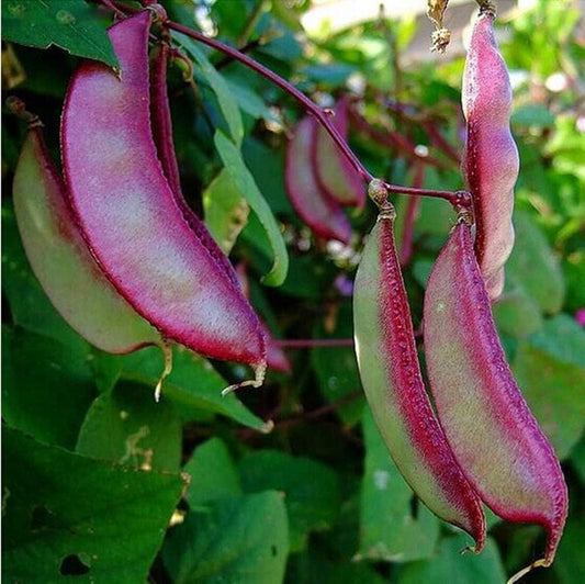 Hyacinth Bean Lablab Purpureus – Climbing Vegetable Seeds