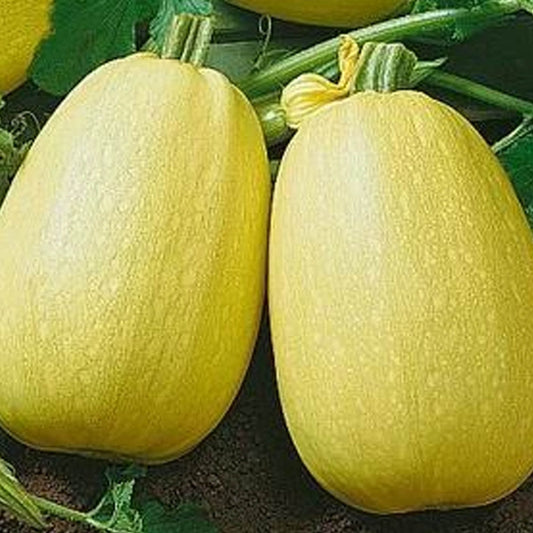 Winter Spaghetti – Garden Vegetable Seeds