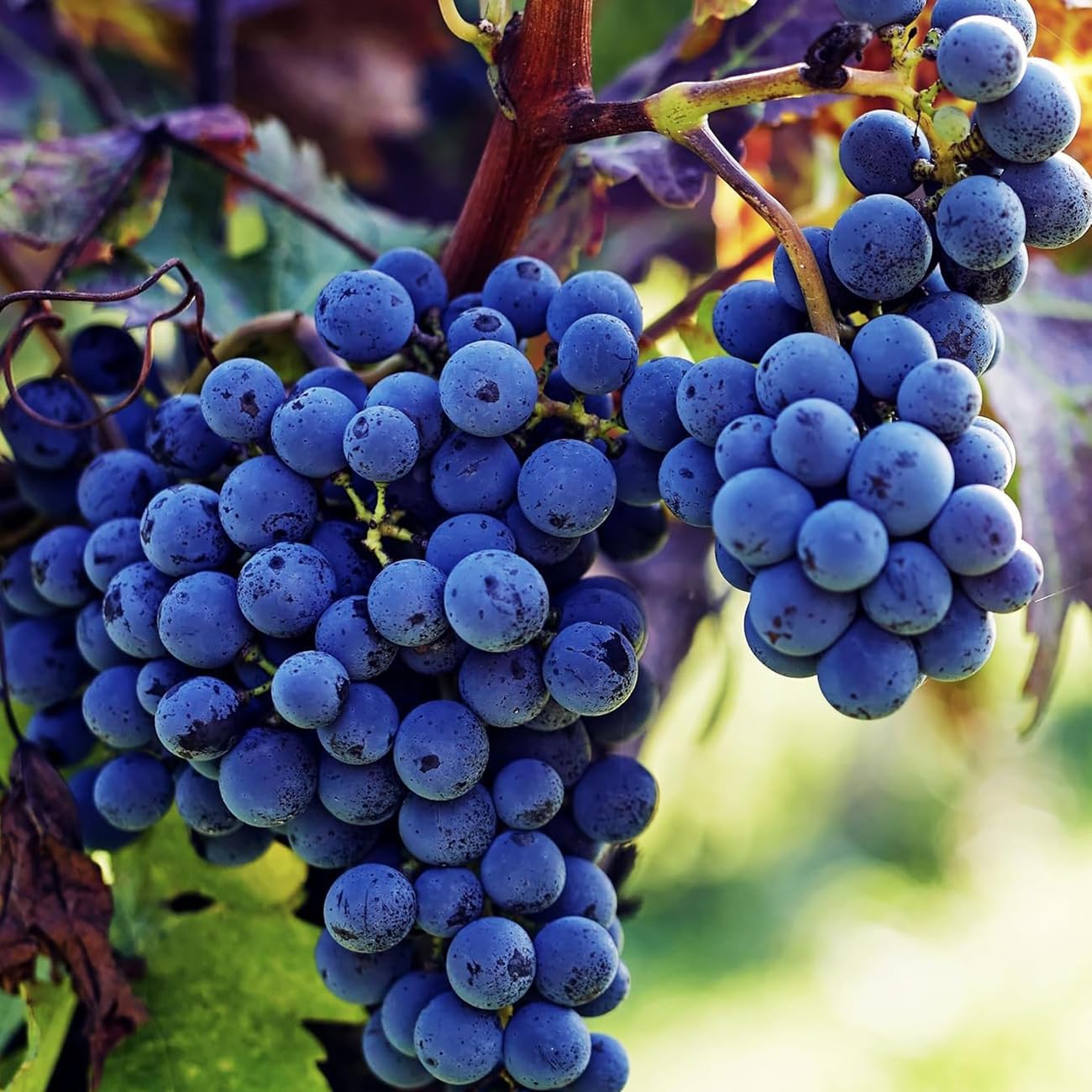 Concord Grape (Vitis labrusca) Seeds – Heirloom, Non-GMO, Sweet Purple Variety, Easy to Grow