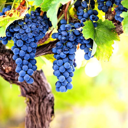 Concord Grape (Vitis labrusca) Seeds – Heirloom, Non-GMO, Sweet Purple Variety, Easy to Grow
