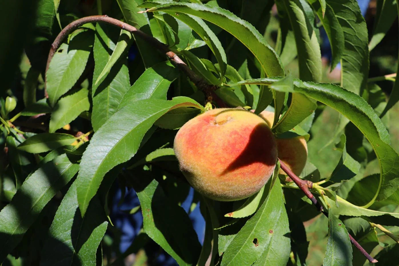 Peachzilla Japanese Morning – Garden Fruit Seeds