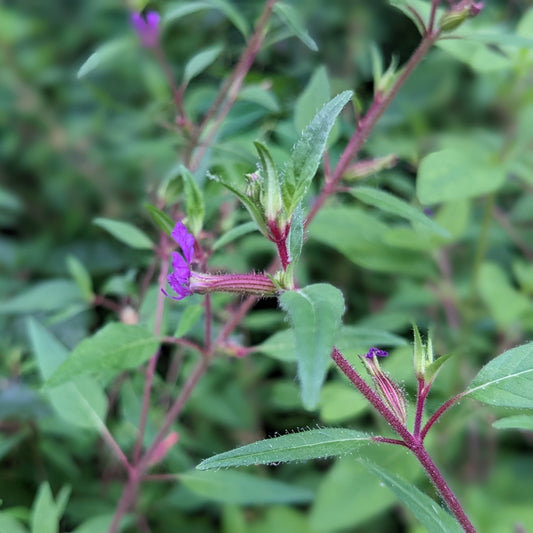 Cuphea viscosissima Seeds Sticky Cuphea Pollinator-Friendly Wildflower for Gardens