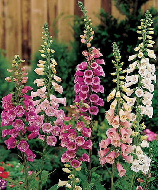 Digitalis Foxglove Mixed – Colorful, Mixed, Hummingbird Attracting