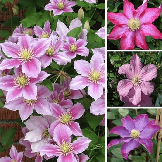 Clematis Mixed Color Climbing Flower Seeds