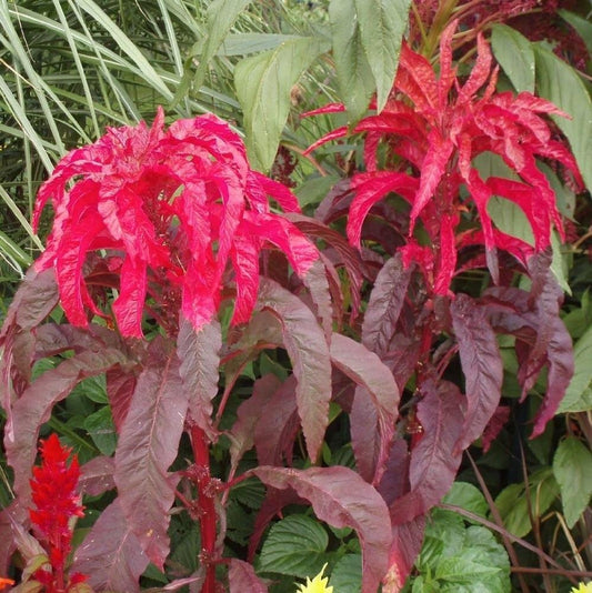 Moulten Fire Amaranthus – Annual Flower Seeds