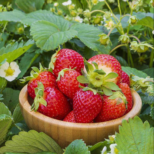 Seeds Red Strawberry Climbing Garden Fruit Seeds