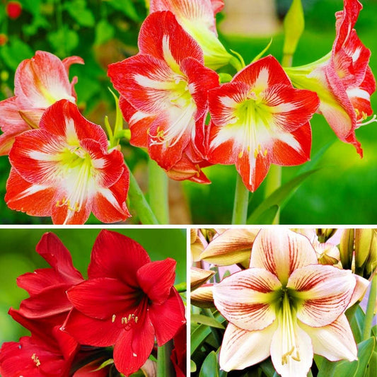 Mixed Amaryllis Hippeastrum – Colorful Garden Flower Seeds