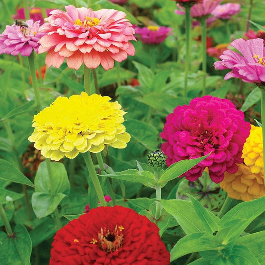 Mixed Colors Scabiosa Zinnia Elegans Red Pink Purple Yellow Flower Seeds
