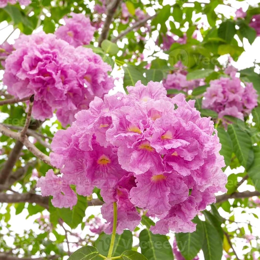 Pink Poui Tabebuia Rosea – Flowering Tropical Tree Seeds