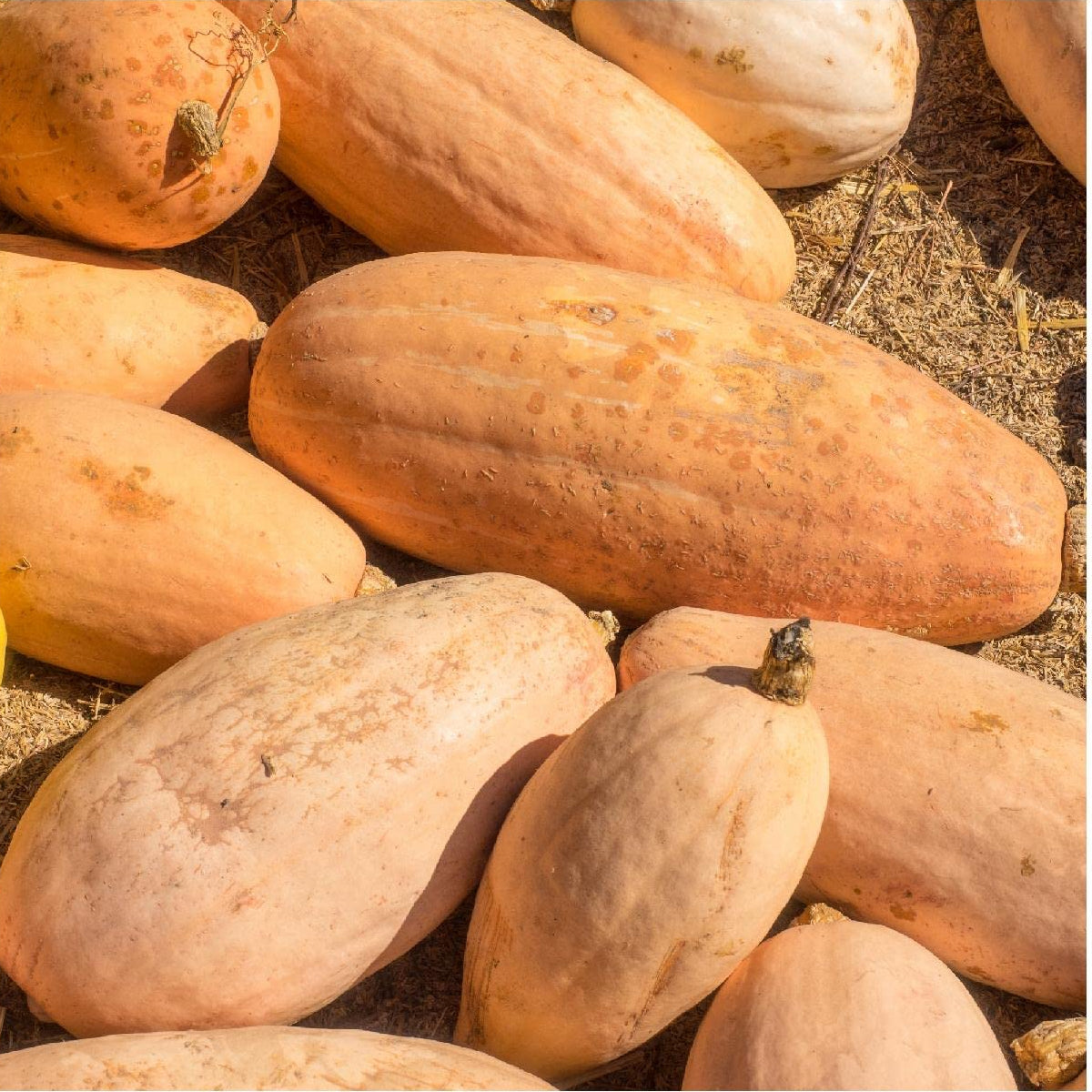 Jumbo Pink Banana – Garden Vegetable Seeds