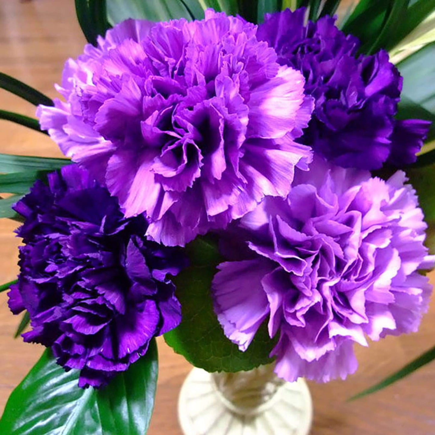 Carnation Dianthus Caryophyllus – King of Blacks Flower Seeds
