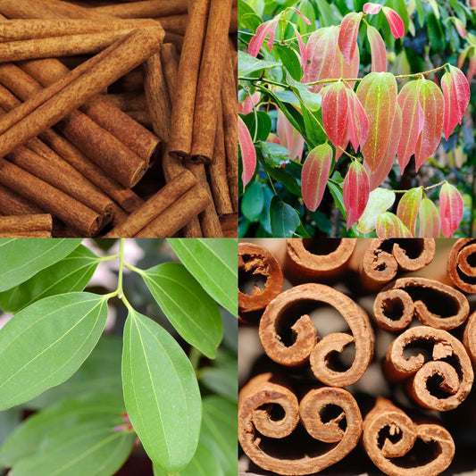 Cassia Cinnamon Seeds (Cinnamomum cassia) for Planting