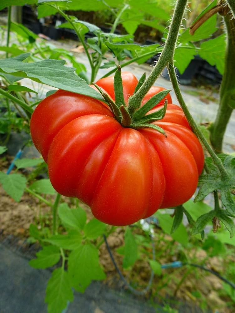 Pinon Ruffled Tomato – Heirloom Vegetable Garden Seeds