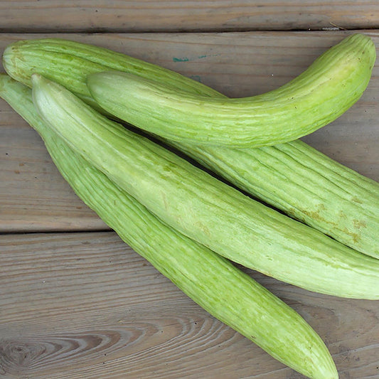 Cucumber Armenian Yard-Long Seeds – Long Ribbed Fruits, Heat Tolerant Variety