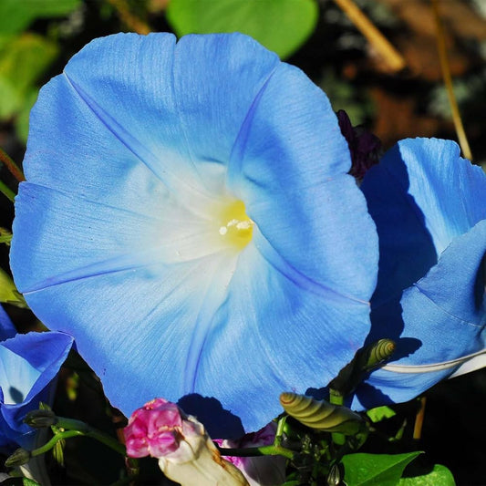 Water Moon Suigetsu – Garden Flower Seeds