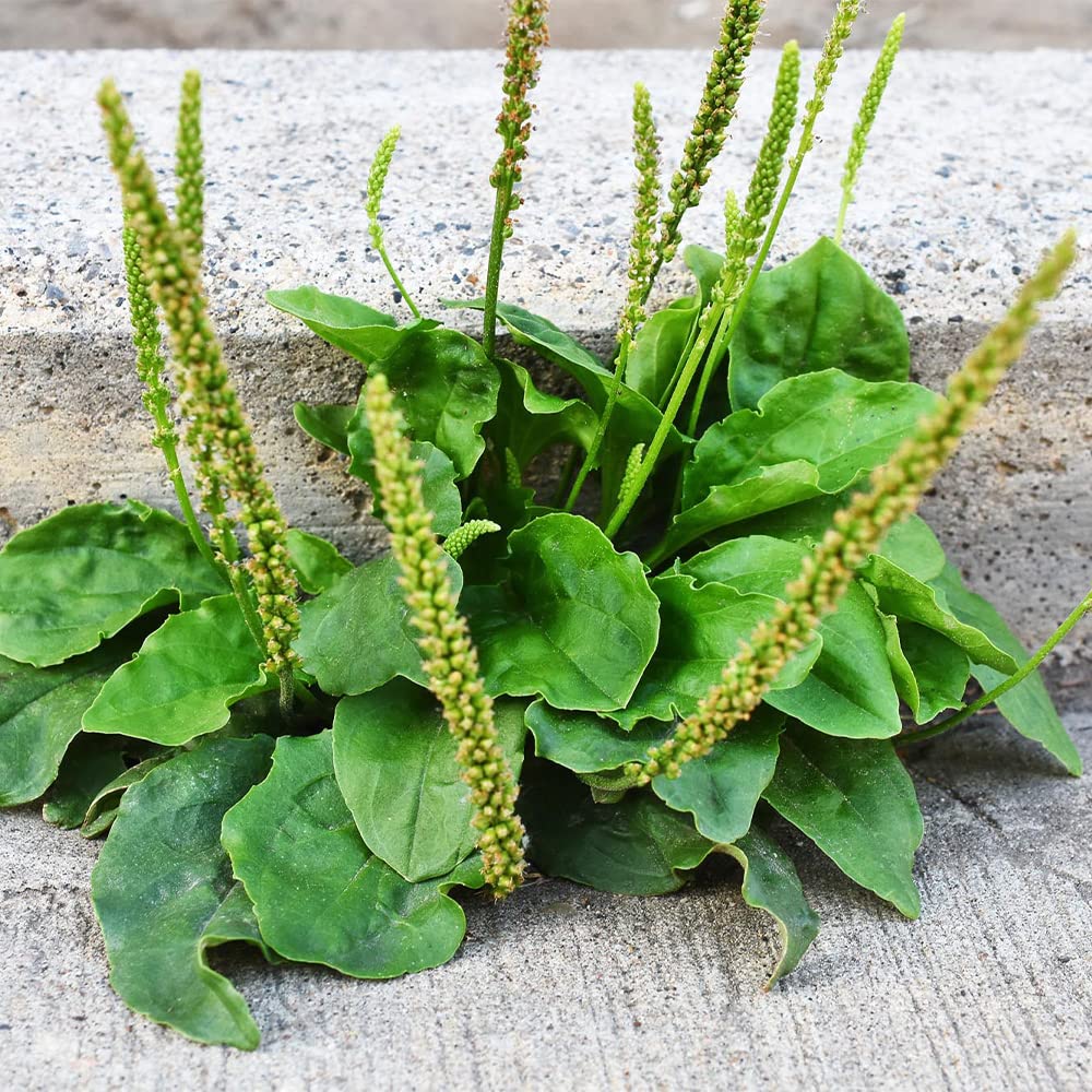 Greater Broadleaf Plantain Plantago Major – Perennial Herb Seeds