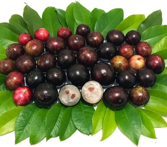 Jaboticaba Tree (Plinia cauliflora) Seeds for Planting – Heirloom, Non-GMO, Tropical Variety, Easy to Grow, Suitable for Containers