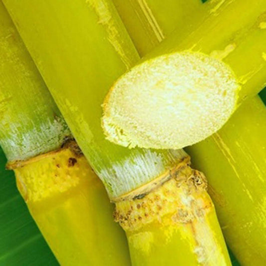 Sugarcane Plant Seeds - High-Yield Sweet Cane Variety Easy to Grow for Home & Farm Cultivation