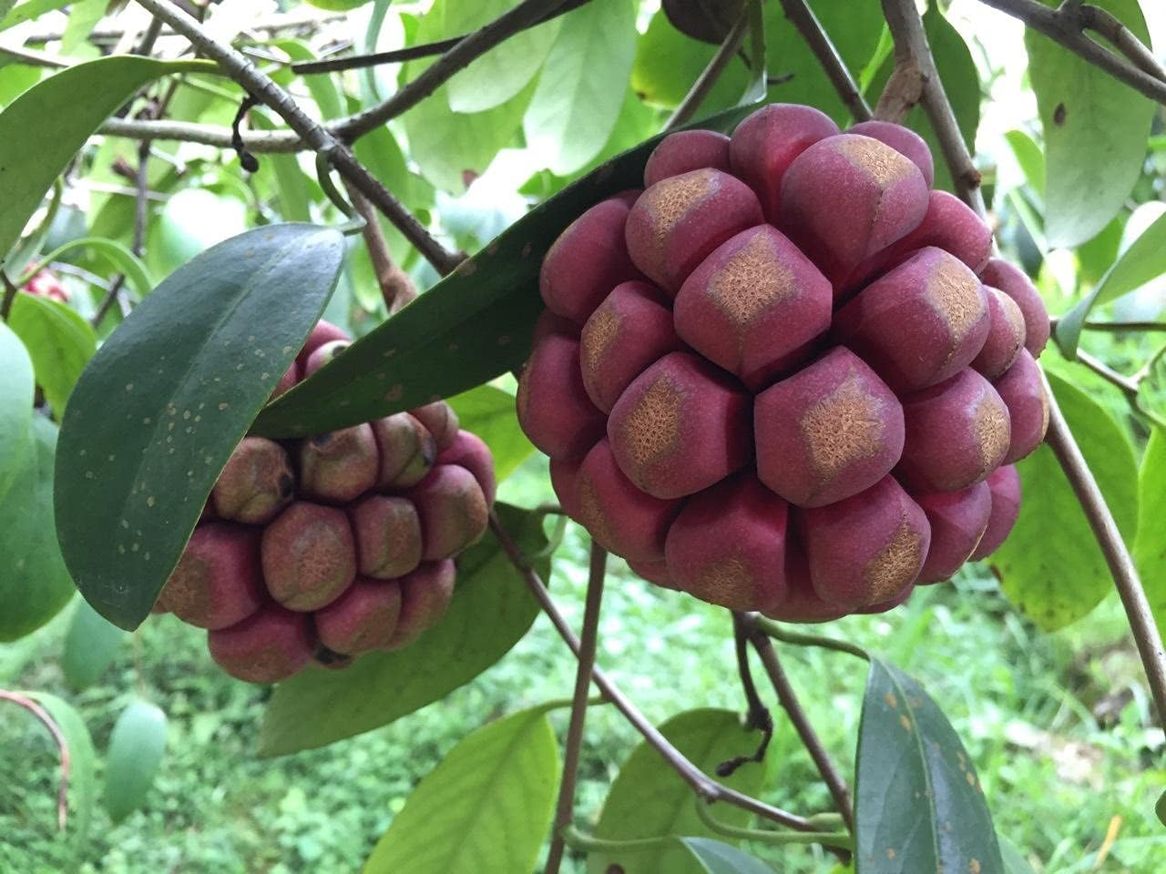 Kadsura Coccinea – Hardy Ornamental Fruit Vine Seeds