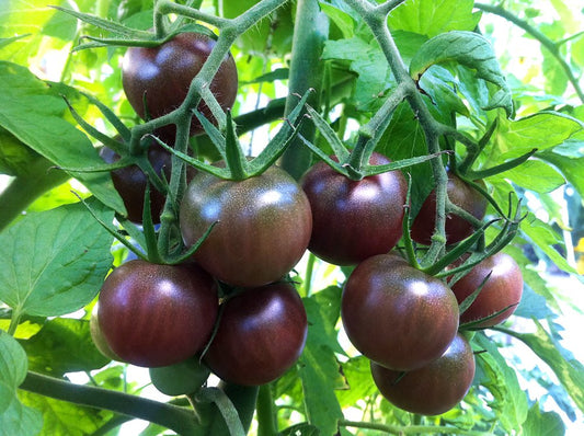 Kazachka Tomato – Heirloom Vegetable Garden Seeds