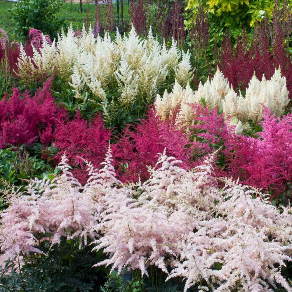 Astilbe Astilbe Arendsii – Showstar Mixed Color Flower Seeds