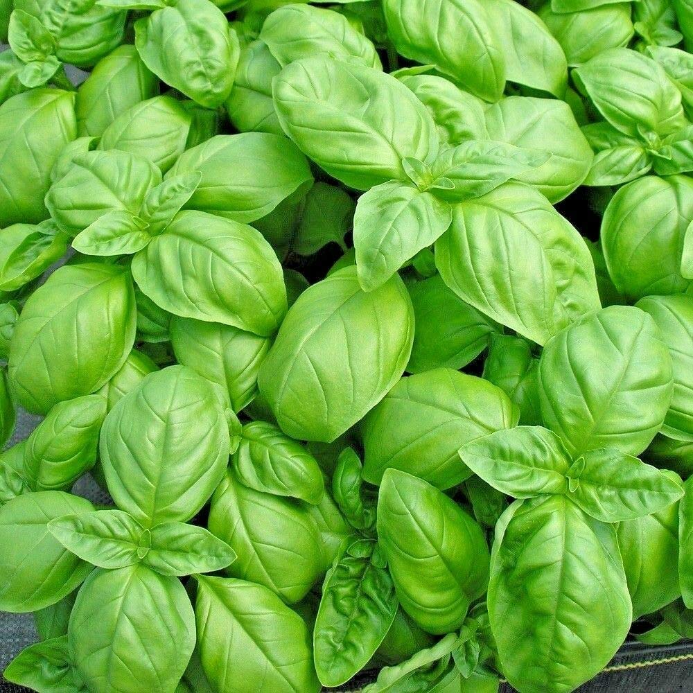 Basil Sweet Genovese Ocimum Basilicum – Herb Garden Seeds