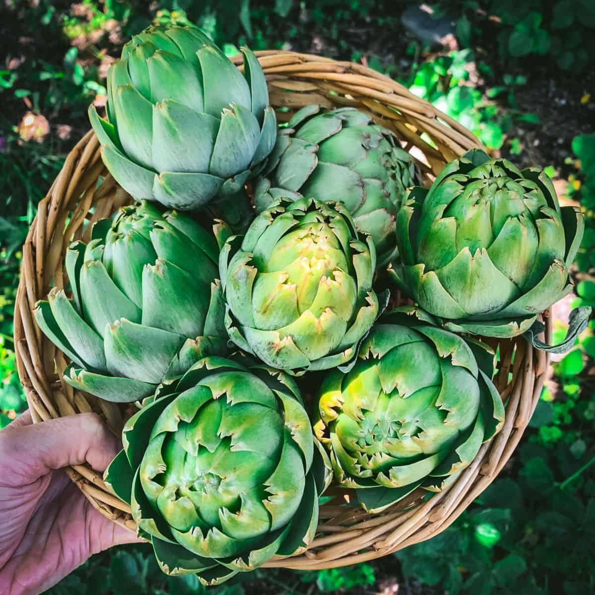 Artichoke Seeds Green – Garden Flower Seeds