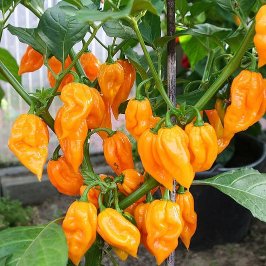 Bhut Jolokia Ghost – Garden Vegetable Seeds