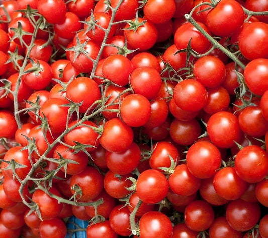 Large Cherry Tomato – Garden Vegetable Seeds