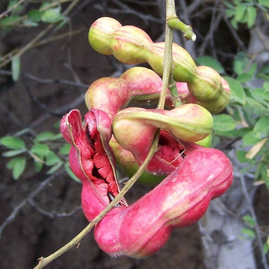 Pithecellobium Dulce – Manila Tamarind Tree Seeds