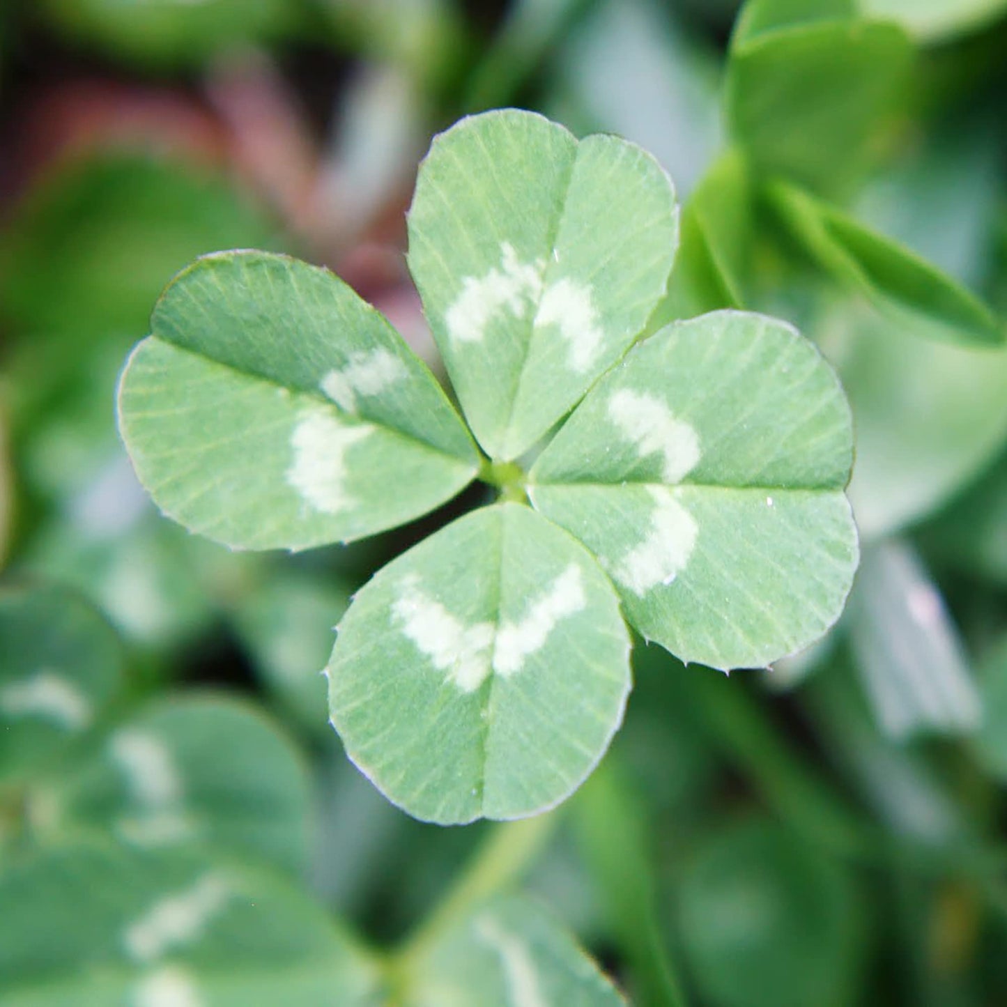 Four Leaf Clover (Oxalis deppei) Seeds for Planting – Heirloom, Non-GMO, Easy to Grow, Indoor/Outdoor Ground Cover
