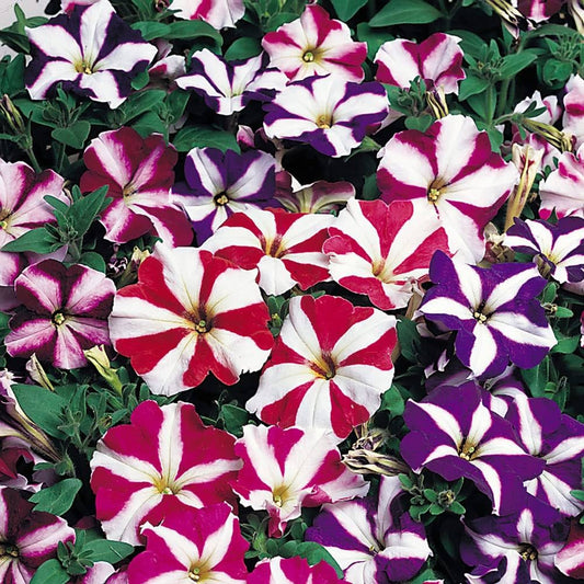 Petunia Star Mixed, Annual Flower Seeds