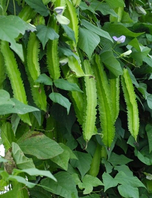Winged Bean Psophocarpus Tetragonolobus – Nitrogen Fixing Vegetable Seeds