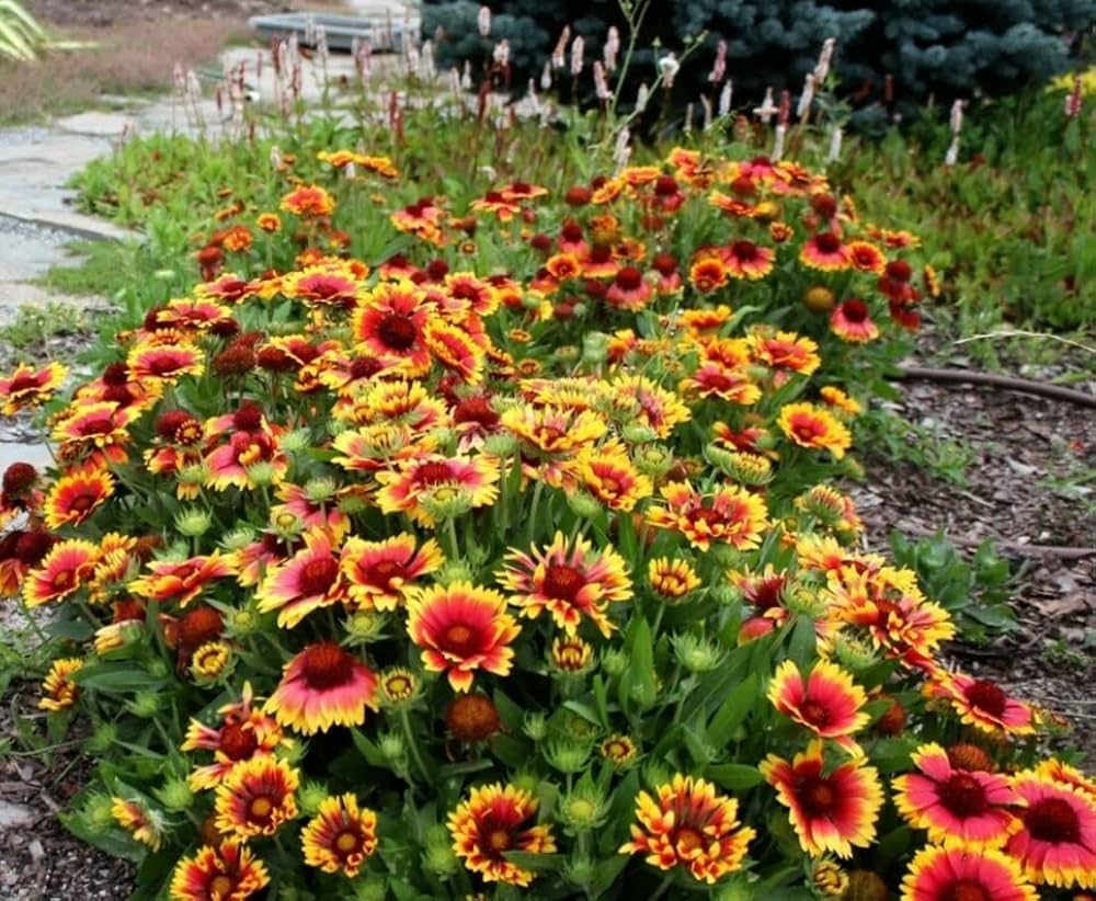 Blanket Flower Gaillardia Aristata – Garden Flower Seeds