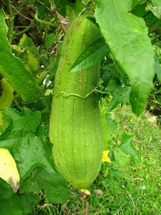 Luffa Sponge Gourd – Garden Flower Seeds